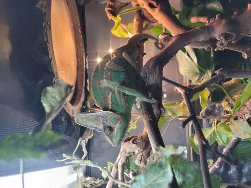 Kameleon met compleet terrarium, Dieren en Toebehoren, Reptielen en Amfibieën | Toebehoren, Zo goed als nieuw, Ophalen