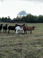 Kameroen rammen, Dieren en Toebehoren, Schapen, Geiten en Varkens, Mannelijk, Schaap, 0 tot 2 jaar