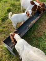 Mooi boerbokje, Dieren en Toebehoren, Mannelijk, Geit, 0 tot 2 jaar
