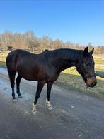 Fokmerrie 13jaar  uit goeie stam, Dieren en Toebehoren, Paarden, Merrie, Springpaard, Niet van toepassing, 160 tot 165 cm