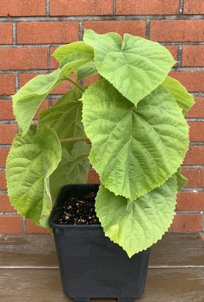 Paarse Keizerboompje, Tuin en Terras, Planten | Tuinplanten, Ophalen