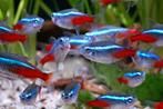 Aanbieding!!! Neon tetra middelmaat, 10 stuks voor € 5,-!!!, Dieren en Toebehoren, Vis, Zoetwatervis