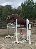 Mooie pony, goed springen. teab, Dieren en Toebehoren, Ruin