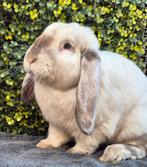 Franse hangoor ram ingeënt, Dieren en Toebehoren, Konijnen, Hangoor
