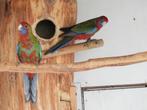 pennant, Meerdere dieren, Parkiet, Geringd