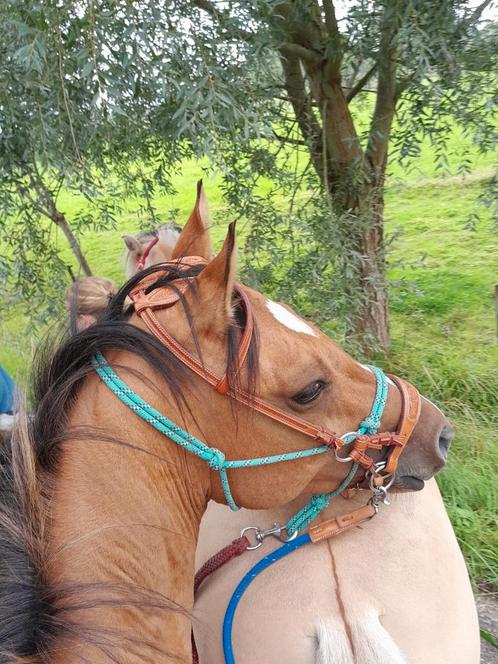 Valk paardje, Dieren en Toebehoren, Paarden en Pony's | Hoofdstellen en Tuigage, Ophalen of Verzenden