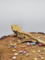 1.0 RTB Extreme Harlequin wimpergekko man, Dieren en Toebehoren, Reptielen en Amfibieën, Hagedis, 3 tot 6 jaar