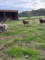 Schaap, Dieren en Toebehoren, Schapen, Geiten en Varkens, Schaap