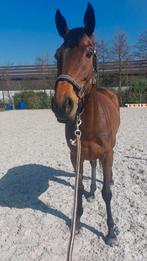 6 jarige merrie spring/recreatie paard, Merrie, Recreatiepaard