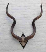 Grote oude schedel KUDU ANTILOPE op zwart houten schild (G), Enlèvement, Utilisé, Animal sauvage, Bois ou Tête