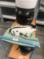 Konijnen groot lotharinger / reuzevlinder, Mannelijk, Overige typen, Tam, September