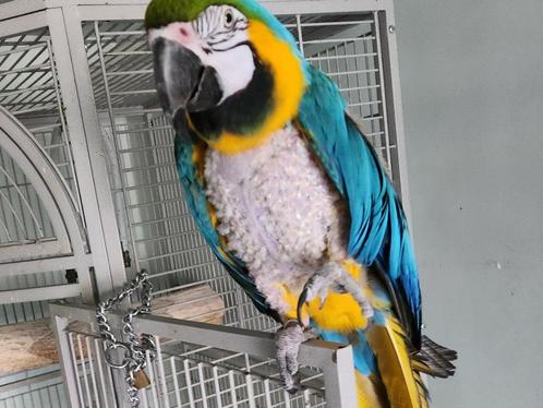 🖤🖤🖤   BLAUWGELE ARA IS EEN POP 8 JAAR OUD, Dieren en Toebehoren, Vogels | Parkieten en Papegaaien, Papegaai, Vrouwelijk, Pratend