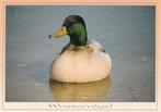 WILDE  EEND, Collections, Cartes postales | Animaux, Envoi, Non affranchie, Oiseaux