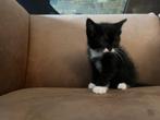 Brits korthaar kitten, Animaux & Accessoires, Chats & Chatons | Chats de race | Poil ras, Vermifugé, Chatte ou Chat, 0 à 2 ans