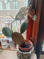 Cactusvijgcactus, Tuin en Terras, Ophalen, Vaste plant, Overige soorten