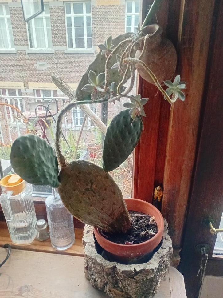 Cactusvijgcactus, Tuin en Terras, Planten | Tuinplanten, Vaste plant, Overige soorten, Ophalen