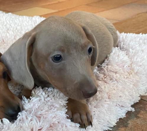 teckel pups,dwerg,isabella kleur, Dieren en Toebehoren, Honden | Teckels en Dashonden, Reu, Korthaar, Dwerg, Fokker | Professioneel