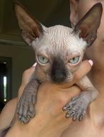 Sphynx jongen, Dieren en Toebehoren, Katten en Kittens | Raskatten | Korthaar, Kater, Gechipt, 0 tot 2 jaar
