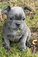 franse bulldog pups, Dieren en Toebehoren, België, Reu, 8 tot 15 weken, CDV (hondenziekte)