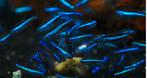 Paracheirodon  Simulans Neon Green Gen.F1, Dieren en Toebehoren, Vissen | Aquariumvissen, Vis, Zoetwatervis, Schoolvis