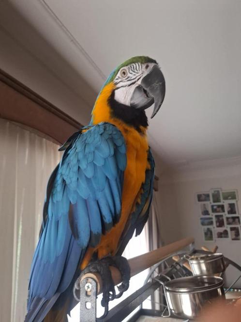 Tamme broedrijpe blauwgele ara ( man ) !!!., Dieren en Toebehoren, Vogels | Parkieten en Papegaaien, Papegaai, Mannelijk, Tam