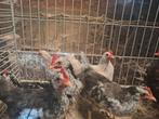 Gratis 9 hanen kriel, Dieren en Toebehoren, Pluimvee
