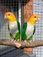 Groendij Caique 2025, Dieren en Toebehoren, Vogels | Parkieten en Papegaaien, Geringd