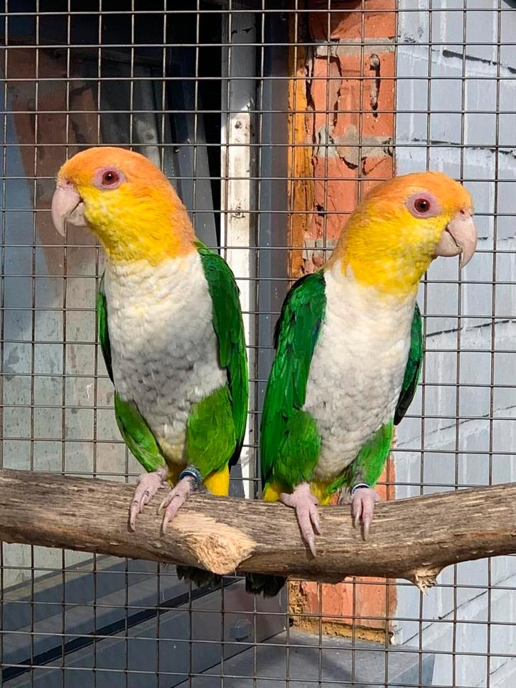 Groendij Caique 2025, Dieren en Toebehoren, Vogels | Parkieten en Papegaaien, Geringd