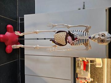 Anatomie scelet beschikbaar voor biedingen