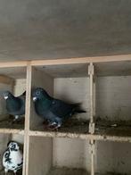 Zwarte doffer, Dieren en Toebehoren, Mannelijk, Postduif