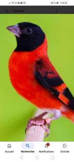 Tarin venezuela recherche