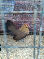 Trio hollandse krielen mogen verhuizen, Dieren en Toebehoren