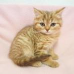 Britse Korthaar (Chinchilla Gold/Tabby) - kittens te koop, Gechipt, 0 tot 2 jaar, Poes