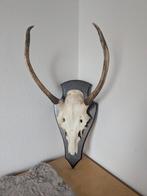 Crâne à gros bois, Enlèvement, Crâne