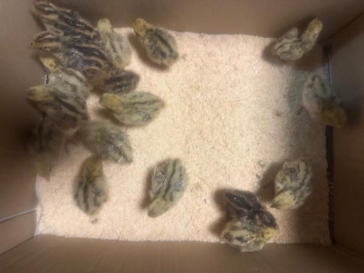 Kuikens  Japanse kwartels, Dieren en Toebehoren, Pluimvee, Overige soorten