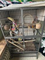 Gele halsbandparkiet, Dieren en Toebehoren, Mannelijk, Parkiet, Geringd