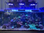 Zeeaquarium met sump 450 l, Dieren en Toebehoren, Ophalen, Gebruikt, Leeg aquarium