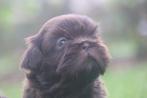 Shih-Tzu reutjes, Dieren en Toebehoren, België, CDV (hondenziekte), 8 tot 15 weken, Meerdere