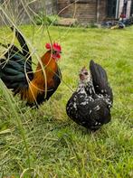 Couple Serama Us, Animaux & Accessoires, Oiseaux | Accessoires