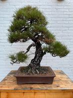 Oude Japanse Zwarte Den Bonsai (Kuromatsu), Tuin en Terras, Ophalen, Volle zon, Minder dan 100 cm