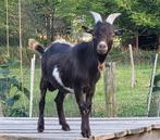 Dwerggeit bok, Dieren en Toebehoren, Schapen, Geiten en Varkens, Mannelijk, Geit, 0 tot 2 jaar