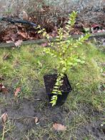 Lonicera, Enlèvement, Haie