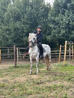 Super lieve d pony merrie, Dieren en Toebehoren, Merrie, Minder dan 160 cm, B, Gechipt