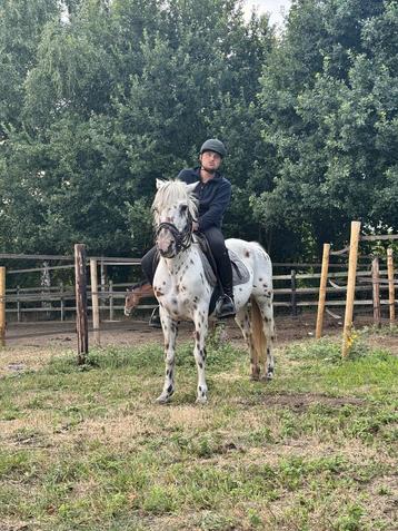 Super lieve d pony merrie  beschikbaar voor biedingen