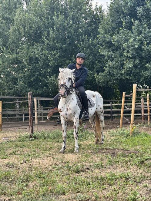 Super lieve d pony merrie, Dieren en Toebehoren, Paarden, Merrie, B, Minder dan 160 cm, 11 jaar of ouder, Gechipt, Ontwormd