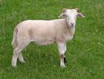 Wiltshire Horn dekrammen, Mouton, Mâle, 0 à 2 ans