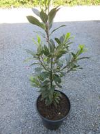 laurierplant, Ophalen
