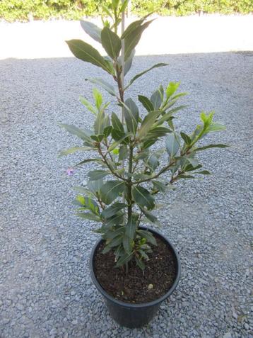 plante de laurier, Enlèvement