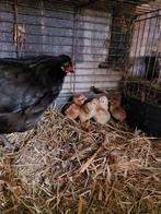 Kloek met 6 wyandotte kuikens, Poule ou poulet, Plusieurs animaux