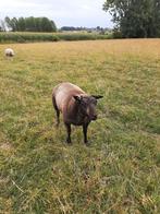 Jaarling ram Blauwe Texelaar, Dieren en Toebehoren, Schapen, Geiten en Varkens